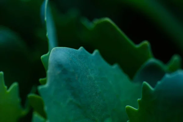 Folhas Verde Escuro Perto Fundo Preto — Fotografia de Stock