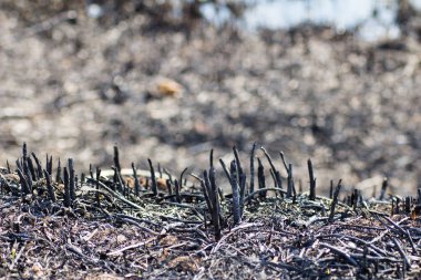 Tarlada yangından sonra çim
