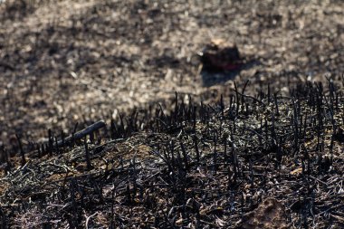 Tarlada yangından sonra çim