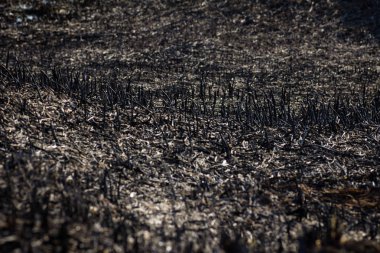 Tarlada yangından sonra çim