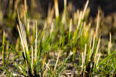 Tarlada yanmış çim