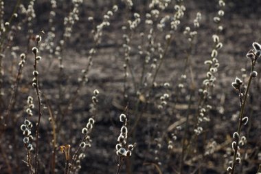 Nehir kıyısında çiçek açan söğüt