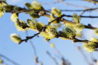 Mavi gökyüzü çiçeklenme söğüt