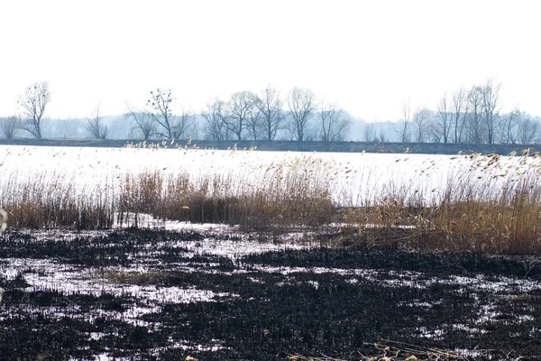 Bank of the river after the fire