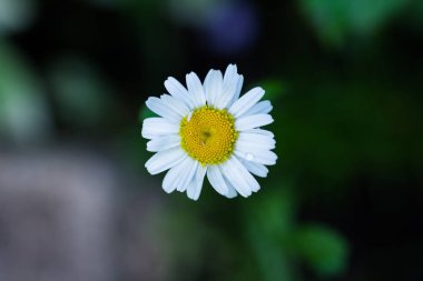 Koyu bir arka plan üzerinde çiçekaçan papatya