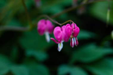 Bahçede çiçek açan çiçek dycenters