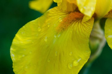 Sarı iris yaprağının yakın çekim