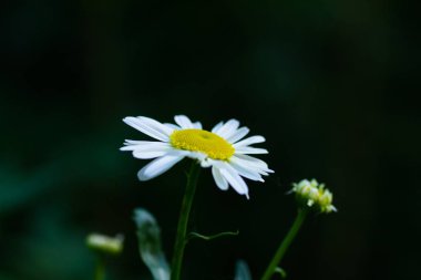 Koyu bir arka plan üzerinde çiçekaçan papatya