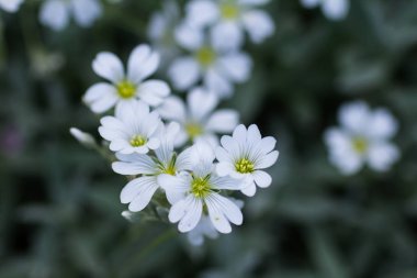 Bulanık arka planda küçük beyaz çiçekler