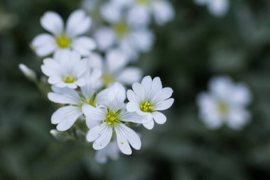 Bulanık arka planda küçük beyaz çiçekler