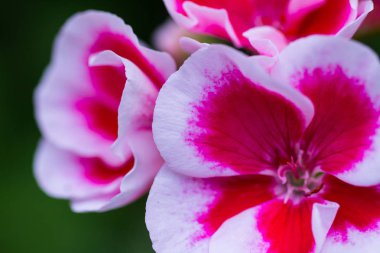 Beyaz ve pembe sardunyaçiçek çiçekleri