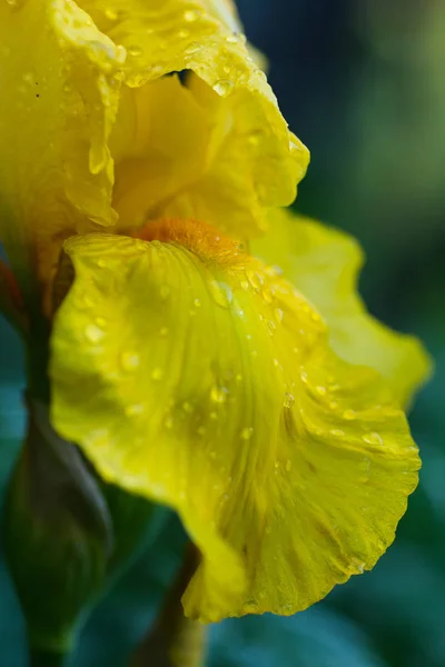 Closeup Yellow Iris Petal — Stock Photo, Image