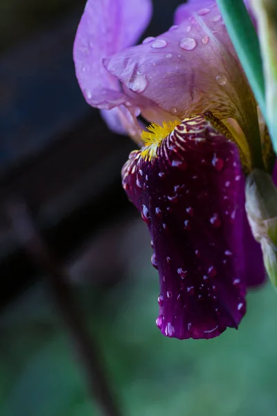 Flor Íris Púrpura Escura Após Chuva — Fotografia de Stock