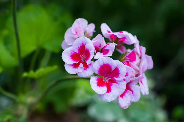 Virágzó Virágok Fehér Rózsaszín Muskátlik — Stock Fotó