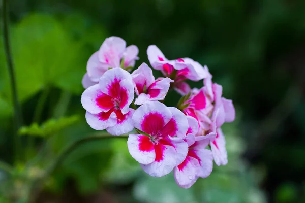 Blooming Flowers White Pink Geraniums — Stock Photo, Image