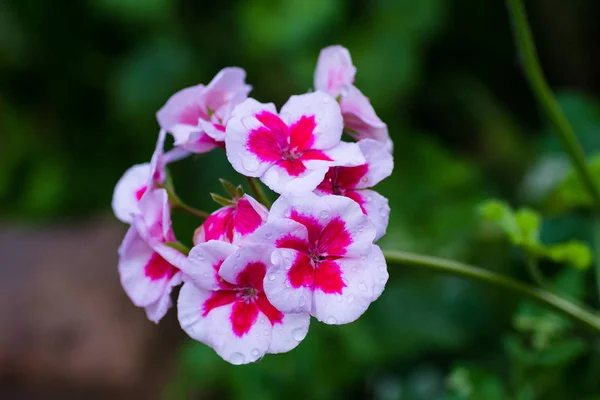 Kvetoucí Květy Bílých Růžových Muškátů — Stock fotografie