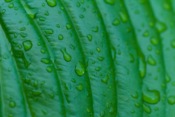 热带绿叶与水滴特写 — 图库照片