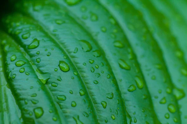 Tropical Green Leaf Water Drops Close — Stock Photo, Image