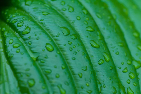 Tropical Green Leaf Water Drops Close — Stock Photo, Image