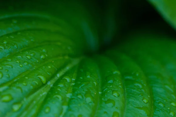 Tropical Green Leaf Water Drops Close — Stock Photo, Image