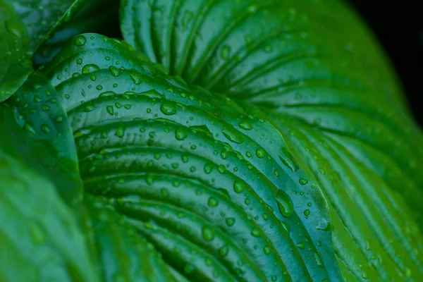 Tropical Green Leaf Water Drops Close — Stock Photo, Image