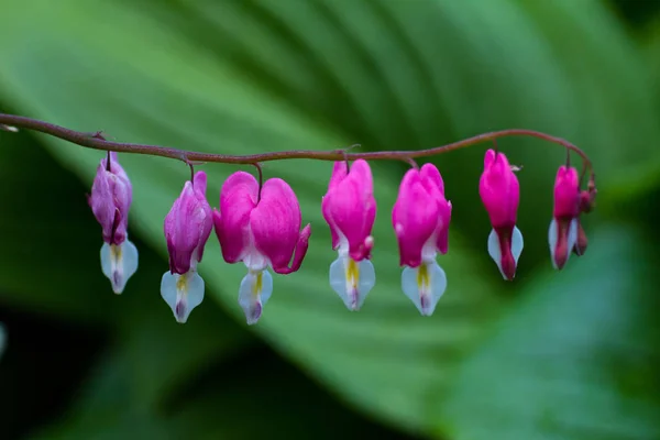 庭に咲く花のダイセンター — ストック写真