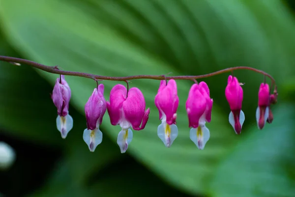 Blooming Flower Dycenters Garden — Stock Photo, Image