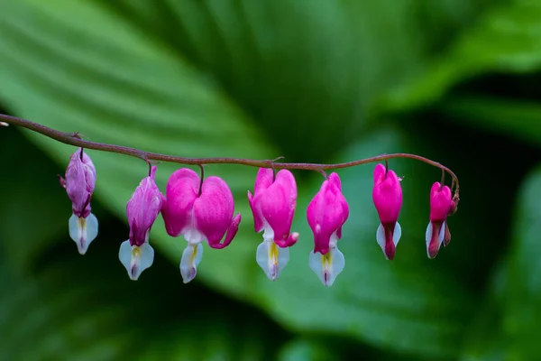 Blooming Flower Dycenters Garden — Stock Photo, Image