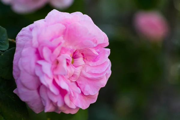 Florece Rosa Mayo Jardín — Foto de Stock