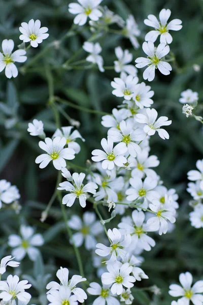 Little White Flowers Blurred Background — Stock Photo, Image