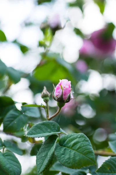 Florece Rosa Mayo Jardín — Foto de Stock