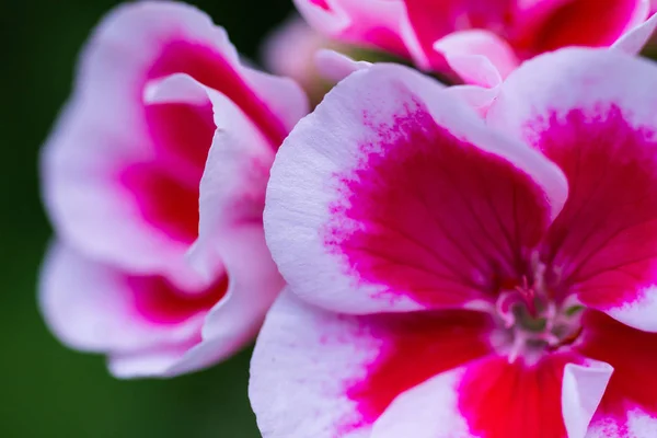 Blooming Flowers White Pink Geraniums — Stock Photo, Image