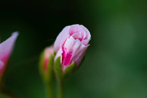 Blooming Flowers White Pink Geraniums — Stock Photo, Image