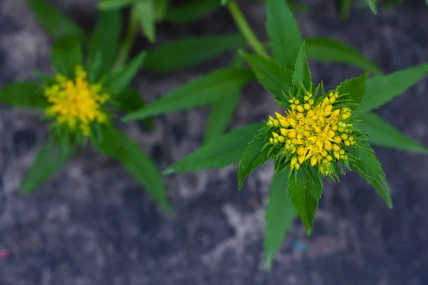 灰色の背景に黄色の植物を開花 — ストック写真