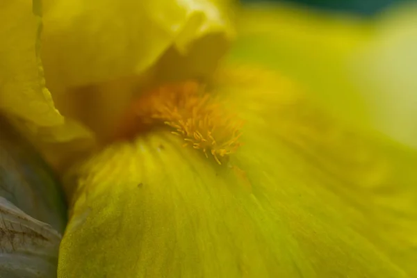 Κοντινά Πλάνα Από Κίτρινο Πέταλο Ίριδας — Φωτογραφία Αρχείου