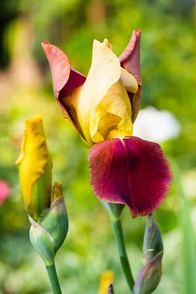 Fleurs Iris Bordeaux Jaunes Dans Jardin — Photo