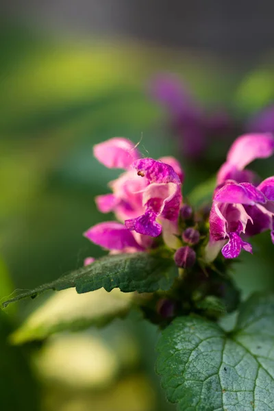Bahçede Mor Çiçekler — Stok fotoğraf