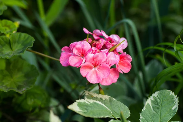 Blommande Försiktigt Rosa Pelargoner Närbild — Stockfoto