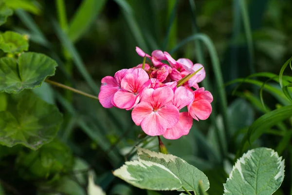 Kwitnące Delikatnie Różowe Pelargonie Zbliżenie — Zdjęcie stockowe