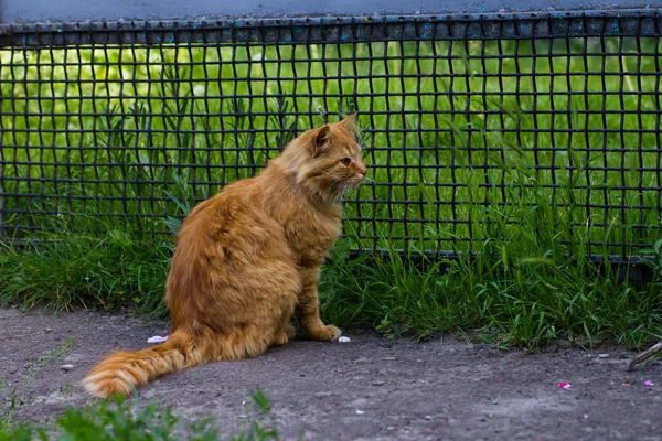 フェンスの近くに座っている赤い猫 — ストック写真