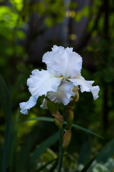 White Iris Blooms Garden — Stock Photo, Image