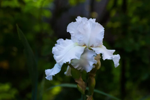 Íris Branca Floresce Jardim — Fotografia de Stock