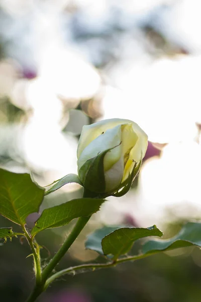 White Rose Bud Sunset — Stock Photo, Image