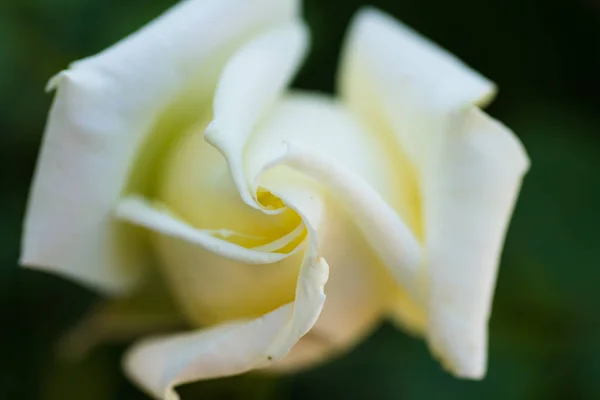 Delicate White Rose Close — Stock Photo, Image