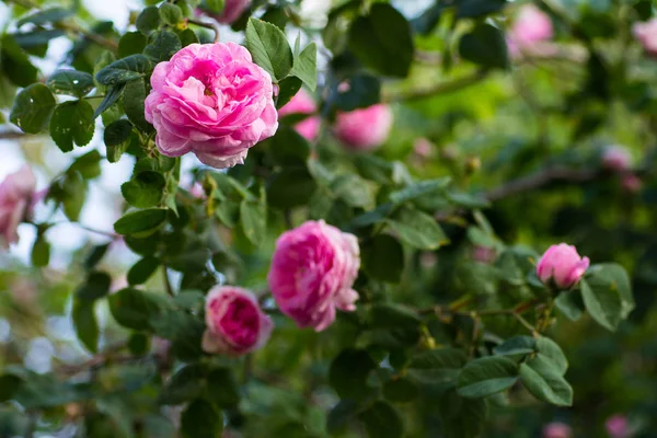 Florece Rosa Mayo Jardín — Foto de Stock