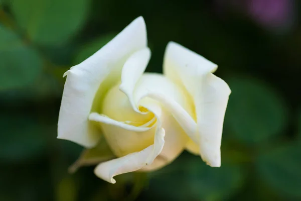 Ніжна Біла Троянда Крупним Планом — стокове фото