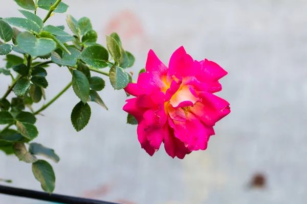 Яскраво Рожева Троянда Сірому Фоні — стокове фото