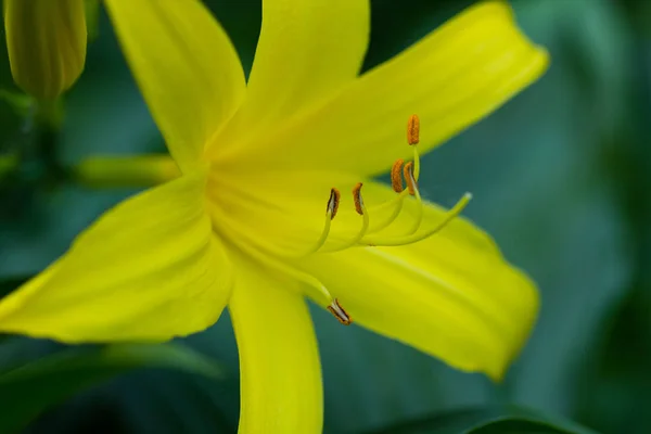 Lys Jaune Fleuri Dans Jardin — Photo