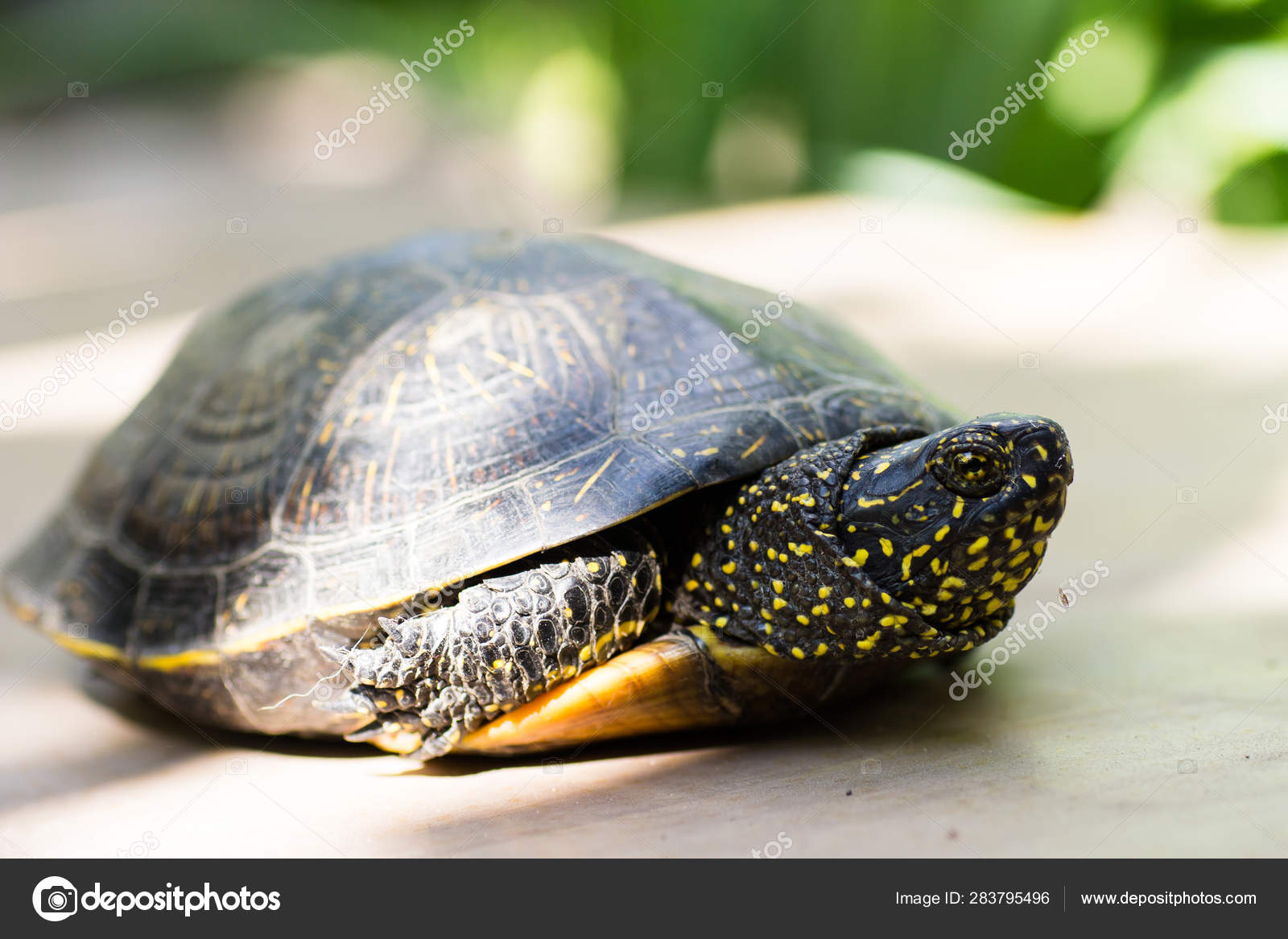 Closeup Black Yellow Spotted Turtle Stock Photo C By Tia 283795496