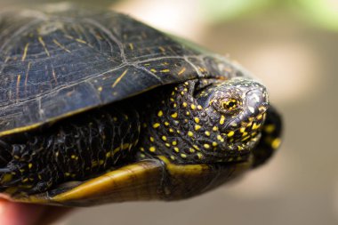Siyah ve sarı benekli kaplumbağanın yakın çekim